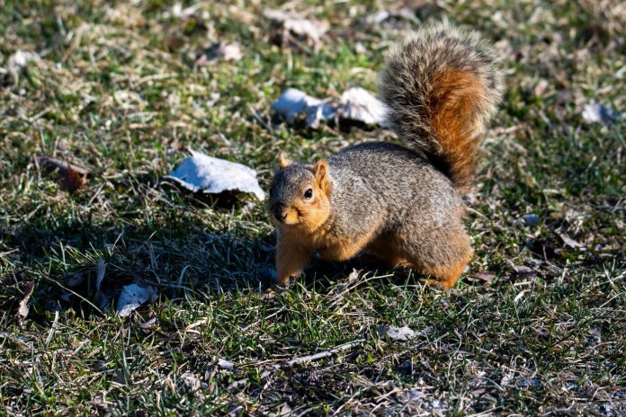 How to get rid of Skunks