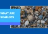 What Are Scallops: A Guide To Varieties And Their Characteristics